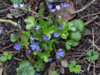 Hepatica nobilis Nybergs dunge, Bunkeflo strandängar, Malmö, Skåne, Sweden 20170410_0101