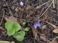 Hepatica nobilis Nybergs dunge, Bunkeflo strandängar, Malmö, Skåne, Sweden 20170410_0103