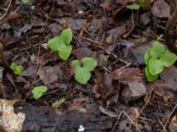 Hepatica nobilis Nybergs dunge, Bunkeflo strandängar, Malmö, Skåne, Sweden 20190316_0030