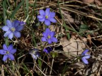 Hepatica nobilis Skeppssättningen, Borgholm, Öland, Sweden 20160409_0200