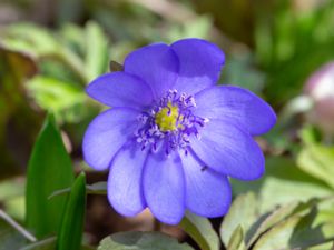 Hepatica transsilvanica - Transsylvanian Hepatic - Ungersk blåsippa