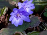 Hepatica transsilvanica Oscarshemsparken, Lund, Skåne, Sweden 20180410_0003