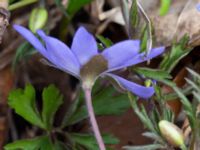 Hepatica transsilvanica Oscarshemsparken, Lund, Skåne, Sweden 20180410_0006