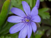 Hepatica transsilvanica Oscarshemsparken, Lund, Skåne, Sweden 20180410_0007