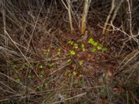 Hepatica transsilvanica Skjutbanan, Bunkeflostrand, Malmö, Skåne, Sweden 20190117_0002