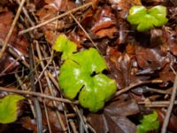 Hepatica transsilvanica Skjutbanan, Bunkeflostrand, Malmö, Skåne, Sweden 20190117_0003