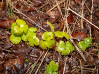 Hepatica transsilvanica Skjutbanan, Bunkeflostrand, Malmö, Skåne, Sweden 20190117_0004