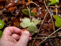 Hepatica transsilvanica Skjutbanan, Bunkeflostrand, Malmö, Skåne, Sweden 20190117_0005