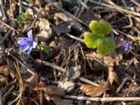 Hepatica transsilvanica Skjutbanan, Lernacken, Malmö, Skåne, Sweden 20190329_0026