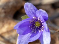 Hepatica transsilvanica Skjutbanan, Lernacken, Malmö, Skåne, Sweden 20190329_0028