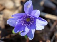 Hepatica transsilvanica Skjutbanan, Lernacken, Malmö, Skåne, Sweden 20190329_0030