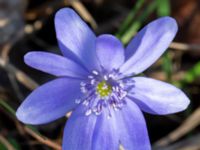 Hepatica transsilvanica Skjutbanan, Lernacken, Malmö, Skåne, Sweden 20190329_0032