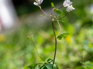 Isopyrum thalictroides - Rue-leaved Isopyrum - Vitsippsruta