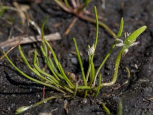 Myosurus minimus - Tiny Mousetail - Råttsvans