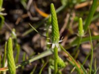 Myosurus minimus Knösen, Falsterbohalvön, Vellinge, Skåne, Sweden 20170501_0104