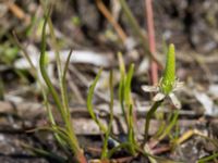 Myosurus minimus Knösen, Falsterbohalvön, Vellinge, Skåne, Sweden 20170501_0105