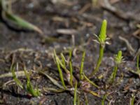 Myosurus minimus Knösen, Falsterbohalvön, Vellinge, Skåne, Sweden 20170501_0107