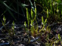 Myosurus minimus Knösen, Falsterbohalvön, Vellinge, Skåne, Sweden 20170501_0112