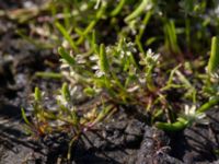 Myosurus minimus Knösen, Falsterbohalvön, Vellinge, Skåne, Sweden 20170501_0113