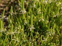 Myosurus minimus Knösen, Falsterbohalvön, Vellinge, Skåne, Sweden 20170501_0121