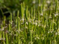 Myosurus minimus Knösen, Falsterbohalvön, Vellinge, Skåne, Sweden 20170501_0122