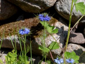 Nigella damascena - Love-in-a-mist - Jungfrun i det gröna