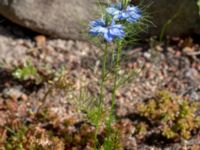 Nigella damascena Möllstorps läge, Algustrum, Mörbylånga, Öland, Sweden 20190609_0123