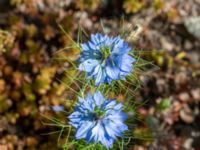 Nigella damascena Möllstorps läge, Algustrum, Mörbylånga, Öland, Sweden 20190609_0124