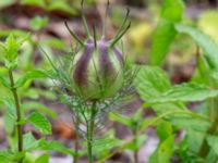 Nigella damascena Ulricedal, Malmö, Skåne, Sweden 20190701_0064