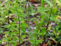 Nigella damascena Ulricedal, Malmö, Skåne, Sweden 20190701_0065