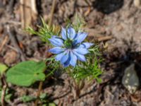 Nigella damascena Ulricedal, Malmö, Skåne, Sweden 20190714_0005