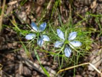 Nigella damascena Ulricedal, Malmö, Skåne, Sweden 20190714_0020