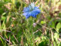 Nigella damascena Ulricedal, Malmö, Skåne, Sweden 20200614_0030