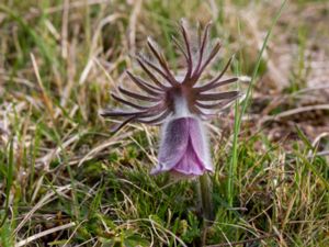 Pulsatilla pratensis - Small Pasqueflower - Fältsippa