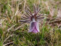 Pulsatilla pratensis Åkerby, Mörbylånga, Öland, Sweden 20160410_0056