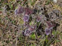 Pulsatilla pratensis Borgholms slottsruin, Borgholm, Öland, Sweden 20160409_0225