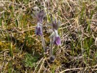 Pulsatilla pratensis Gropahålet, Kristianstad, Skåne, Sweden 20160505_0119