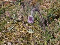 Pulsatilla pratensis Haväng, Simrishamn, Skåne, Sweden 20150511_0056