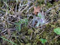 Pulsatilla pratensis Horna, Åhus, Kristianstad, Skåne, Sweden 20150503_0187