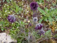 Pulsatilla pratensis Lilljonskärr, Jordhamn, Borgholm, Öland, Sweden 20190525_0135