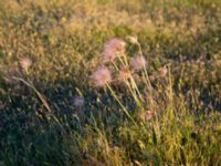 Pulsatilla pratensis Mysinge alvar, Mörbylånga, Öland, Sweden 20150605_0270