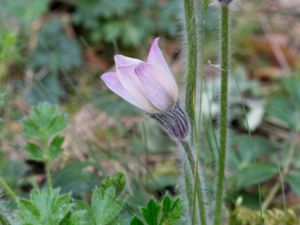 Pulsatilla vernalis - Spring Pasqueflower - Mosippa