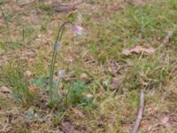 Pulsatilla vernalis Lilla Frö, Mörbylånga, Öland, Sweden 20150606_0135