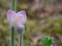 Pulsatilla vernalis Lilla Frö, Mörbylånga, Öland, Sweden 20150606_0137