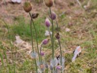 Pulsatilla vernalis Lilla Frö, Mörbylånga, Öland, Sweden 20150606_0142