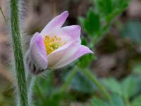 Pulsatilla vernalis Lilla Frö, Mörbylånga, Öland, Sweden 20150606_0144