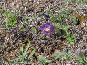 Pulsatilla violacea