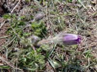 Pulsatilla violacea ssp. georgica Western Stepantsminda, Mtskheta-Mtianeti, Georgia 20180423_3673