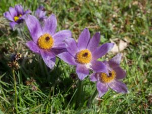 Pulsatilla vulgaris - Pasqueflower - Backsippa