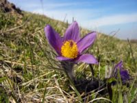 Pulsatilla vulgaris Käglinge hästbacke, Malmö, Skåne, Sweden 20050503B 061